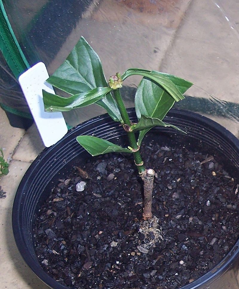 Other Psychotria plants can be used as drugs