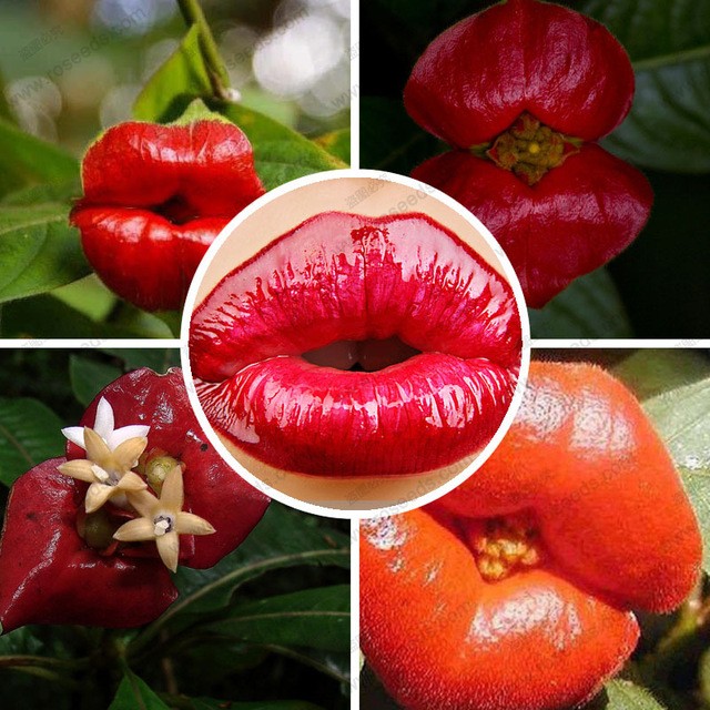 Psychotria has over 2,000 species