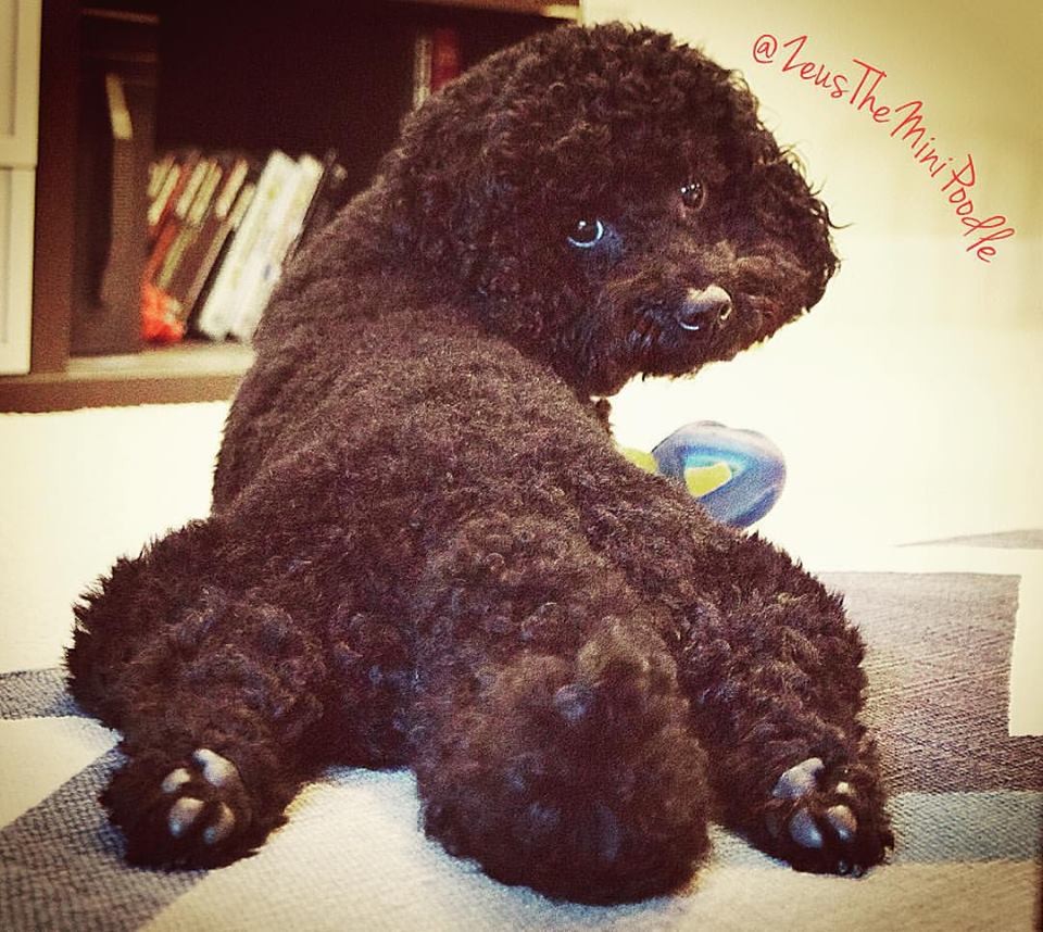 Zeus the mini poodle and his froggy pose
