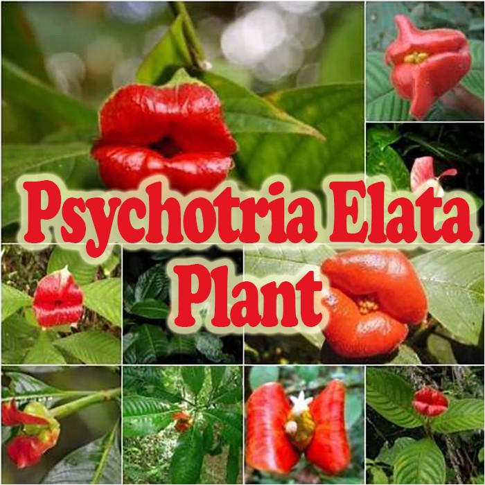 the-psychotria-elata-plant-is-more-than-just-a-resemblance-of-kissable-lips-here-are-10-reasons-why