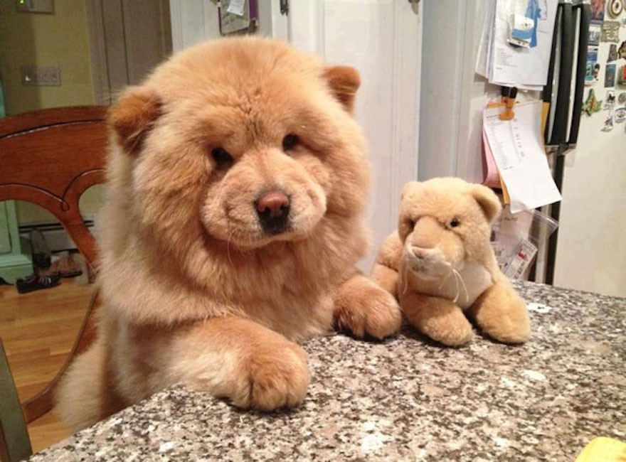 10 Teddy Bear Dogs that Pose like a Toy Store Display You Would Like to Buy One