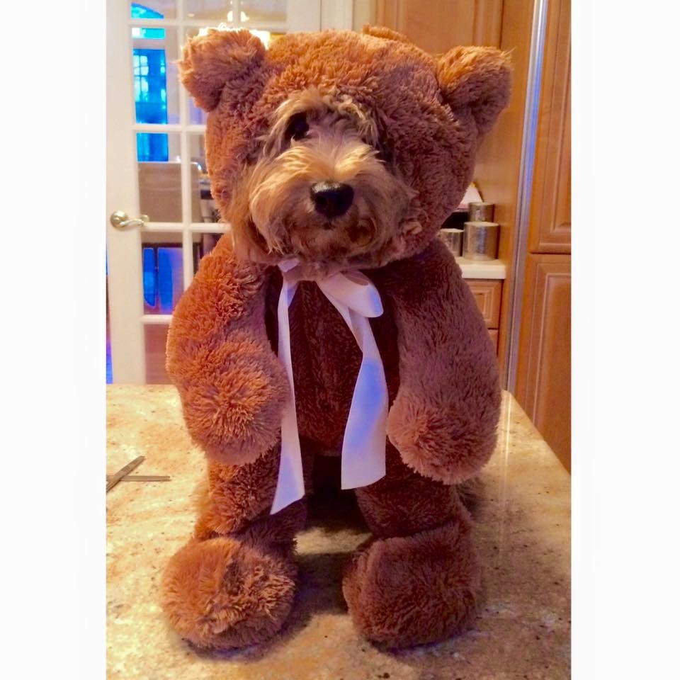 A Teddy bear dog in a literally teddy bear costume