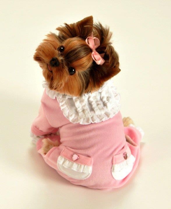 The most girly in pink among lovely teddy bear dogs